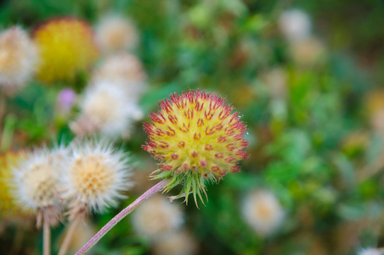 花卉