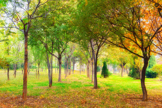 陽光樹林