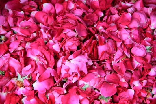 玫瑰花花瓣