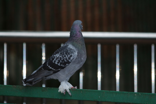 鳥類