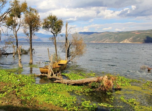 洱海樹林