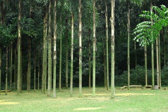 棕櫚