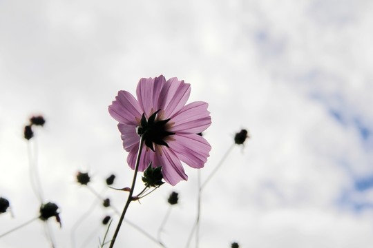 紫色花朵