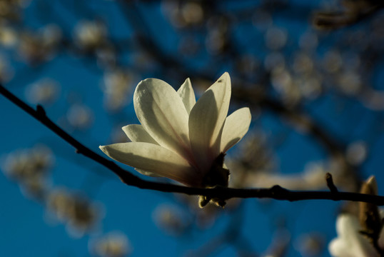 玉蘭花