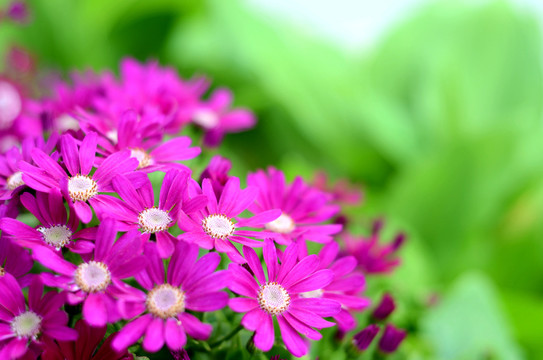 花兒 瓜葉菊