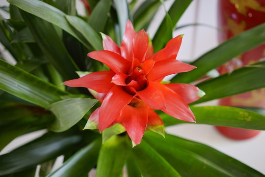 火炬 花