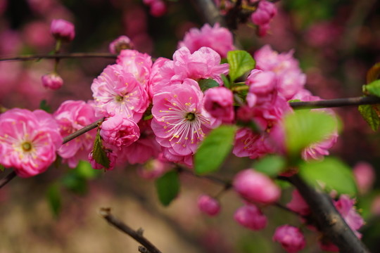 桃花