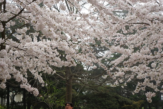 櫻花