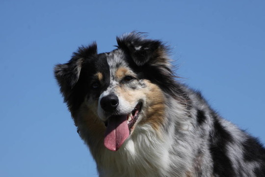 澳大利亞牧羊犬