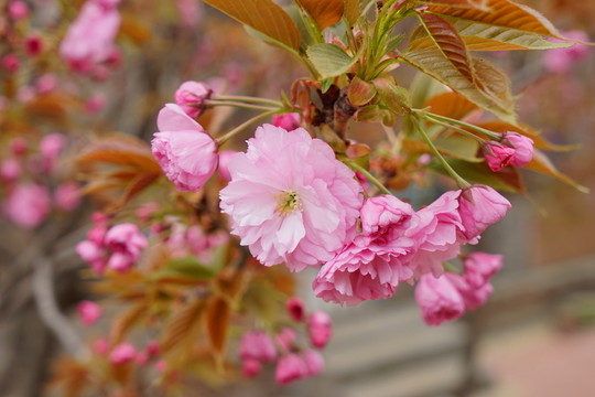 櫻花