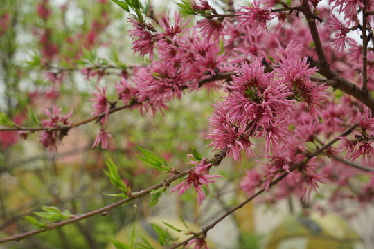 桃花