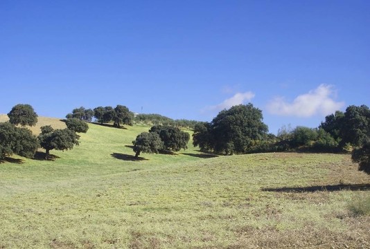 田野里的橄欖