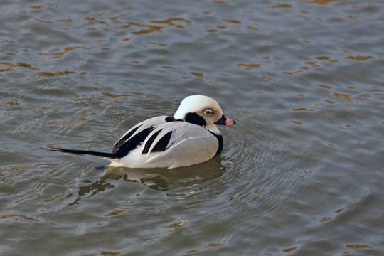 長尾鴨或Oldsquaw clangula hyemalis