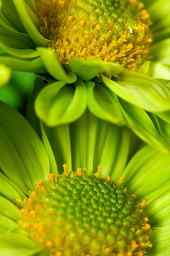 chrysantemum花的特寫鏡頭