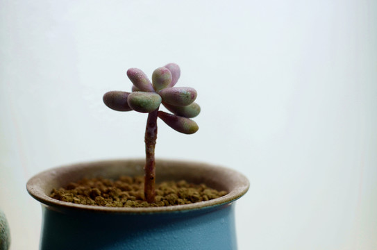 多肉植物