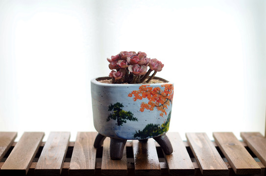 多肉植物
