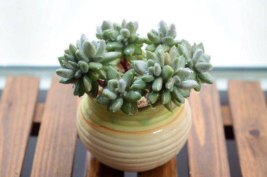 多肉植物