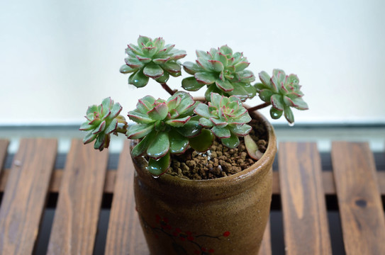多肉植物
