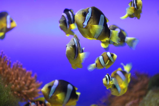 海葵魚