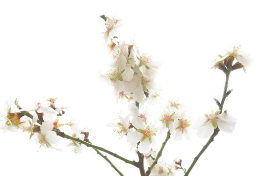 梅花樹。