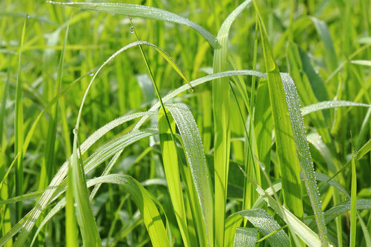草地上的露水。