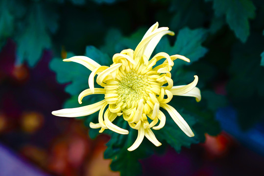 菊花