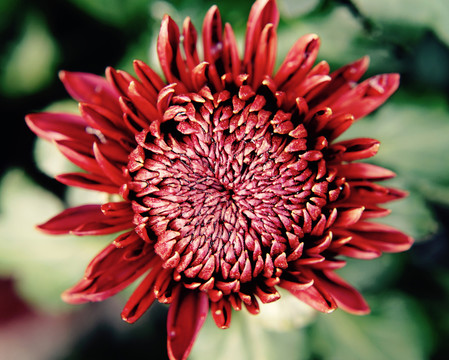 菊花