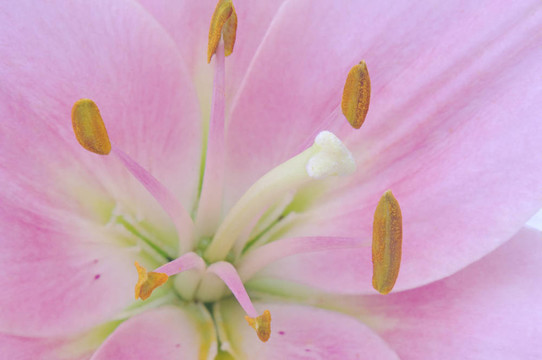 Pink Daylily特寫