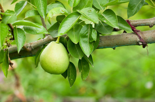 梨tree_01（2）.jpg