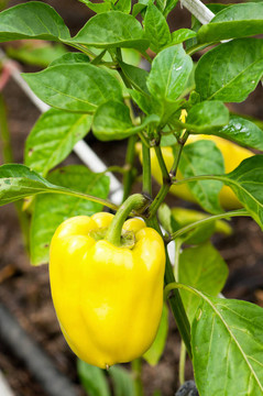 甜蜜的pepper_03（2）.jpg
