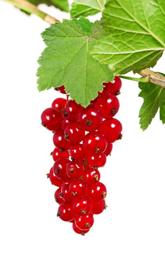 成熟的currant_01（2）.jpg