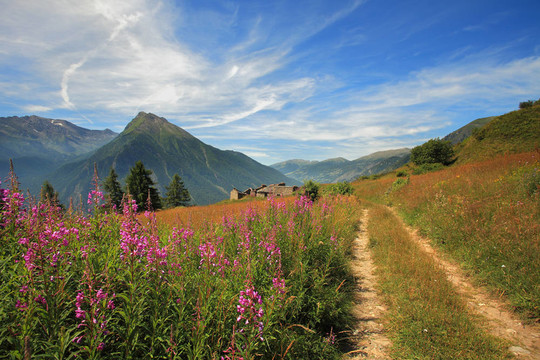 阿爾卑斯山的田野和草地。
