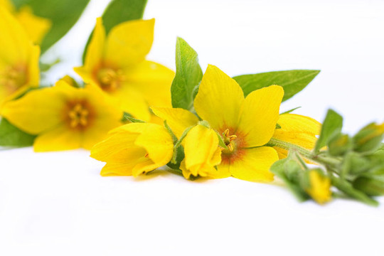 黃蓮花；Lysimachia punctata