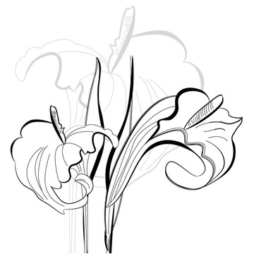 單色插圖海芋花