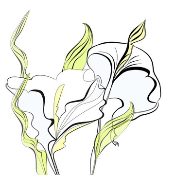 美麗的海芋花