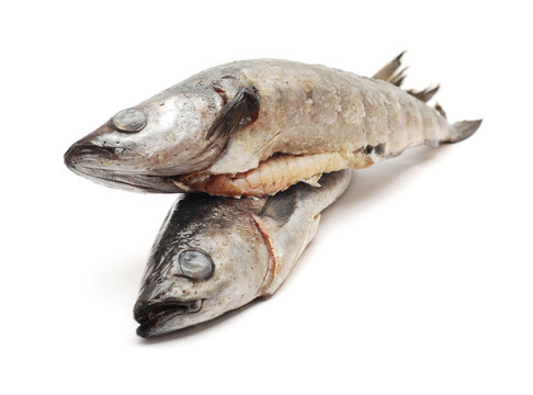 鱈魚