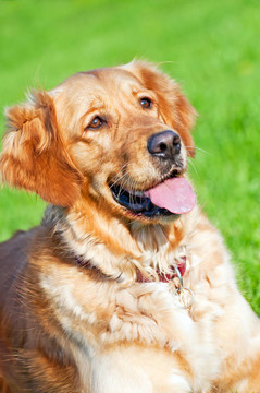 金毛獵犬