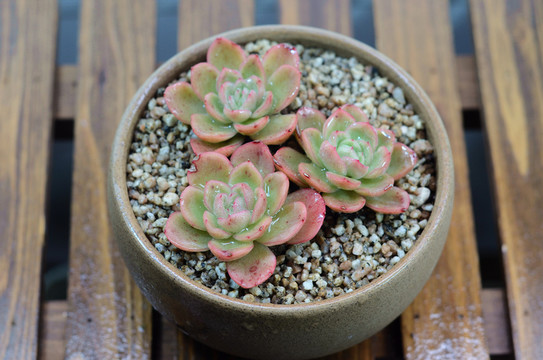 多肉植物