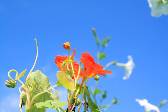 藍(lán)色背景上的夏天flowerses