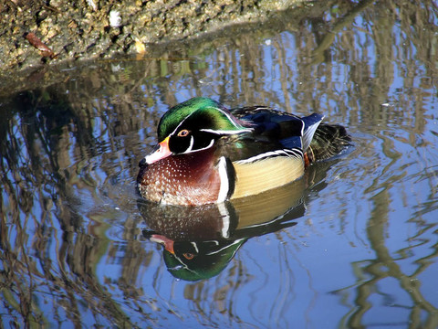 木鴨