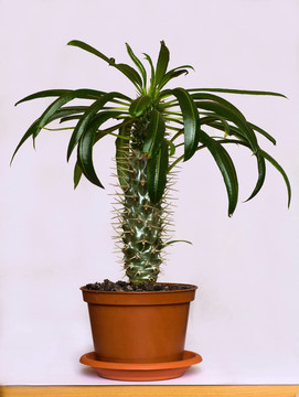室內(nèi)植物的沙漠詩麗吉王后