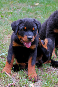羅威納幼犬