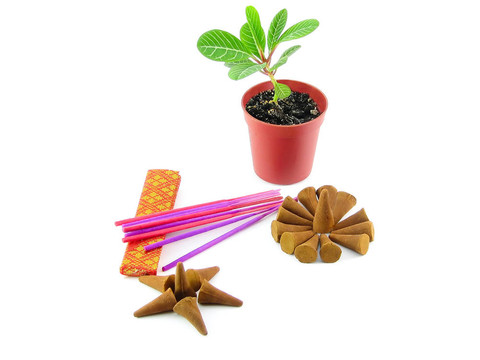 以白色背景為背景的微型香香柱和棕櫚