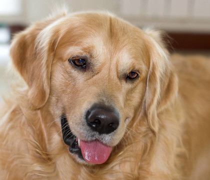 金毛獵犬