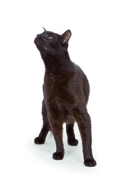 Tomcat