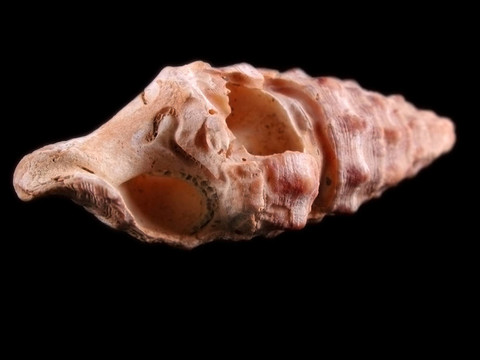 蝸牛