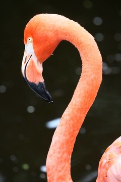 粉紅色的火烈鳥鳥