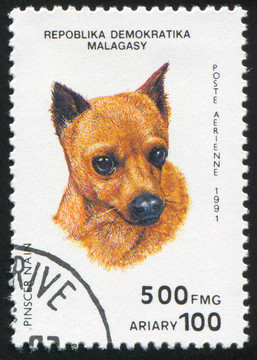迷你杜賓犬