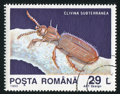 clivina subterranea