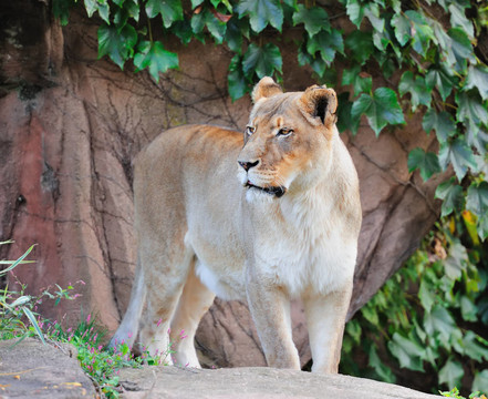 芝加哥動物園